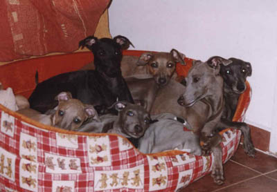 puppie