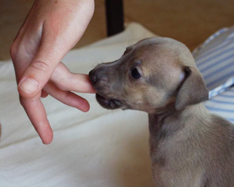 kissfortoy
