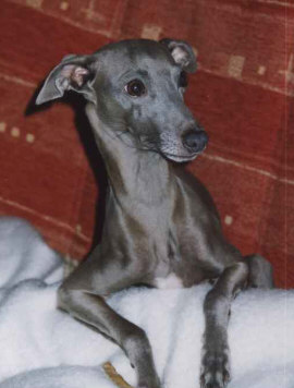 frantisek_05.jpg